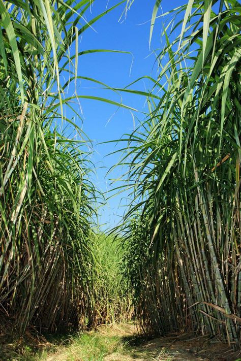 Sugar Cane Farm, Sugar Cane, Raw Sugar, Permaculture Design, Greenhouse Plans, Plant Photography, Phone Wallpaper Images, Natural Food, Permaculture