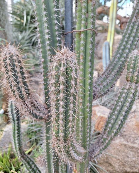 A tall cactus with long white spines in a dry xeriscape garden Night Blooming Cactus, Xeriscape Garden, Cactus Varieties, Tall Cactus, Cactus Pictures, Indoor Cactus, Blooming Cactus, South American, Cactus Plants