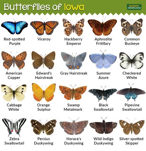 Types of Butterflies in Iowa Butterfly Identification, Butterflies Wallpaper, Wild Indigo, Types Of Butterflies, Gossamer Wings, Butterfly Species, Red Band, Marine Blue, Butterfly Wallpaper