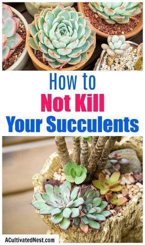 Growing Succulents Indoors, Grow Succulents, Care For Succulents, How To Grow Succulents, Care For Succulents Indoor, Cute Ways To Plant Succulents, How To Care For Succulents, Caring For Succulents Indoor, How To Take Care Of Succulents