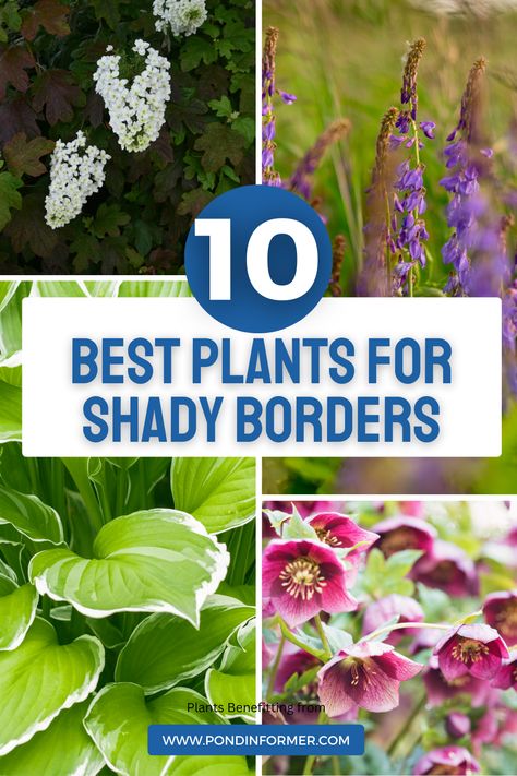 Transform your shady borders into lush havens with these resilient plants. From vibrant hostas to elegant ferns, discover the perfect additions to your garden oasis. #ShadyBorders #Gardening #Landscaping #PondInformer Hosta Border, Shady Border, Plantain Lily, Hydrangea Quercifolia, Plants Uk, Columbine Flower, Oakleaf Hydrangea, Lenten Rose, Plant Benefits