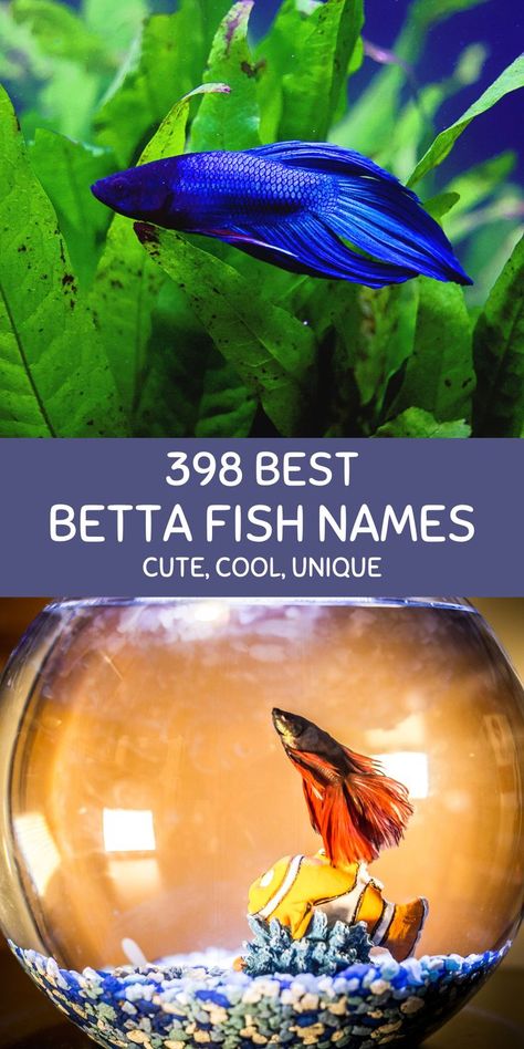 Betta fishes. Fish Names Ideas Cute, Betta Fish Names, Fish Names, Betta Fish, Cool Names, A Name, Pet Names, Fish Pet, Fish