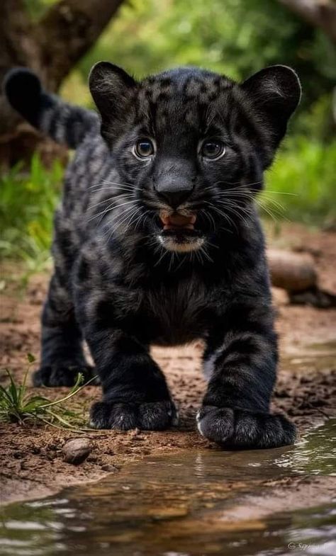 Panther Cub, Baby Panther, Cutee Animals, Cute Small Animals, Baby Leopard, Cute Leopard, Cute Animals Puppies, Baby Animals Pictures, Pretty Animals