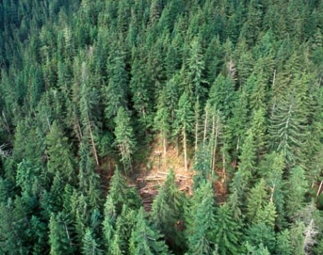 Certified Forests | naturally:wood | BC Wood, Forestry & Green Building | Sustainability Trees Photo, Forest Management, Rotorua, Sustainable Forestry, Photo Tree, Green Building, A Sea, Pacific Northwest, North West