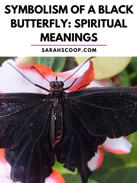 symbolism of a black butterfly Butterfly Spiritual Meaning, Butterfly Spiritual, Moth Meaning, Butterfly Symbolism, Spiritual Meaning, Black Butterfly, A Black, Meant To Be, Spirituality