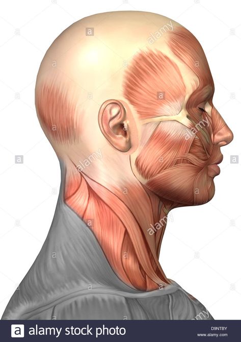 Anatomy of human face muscles, side view Stock Photo - Alamy Muscles Side View, Human Face Anatomy, Face Muscles Anatomy, Skull Side View, Neck Muscle Anatomy, Human Anatomy Picture, Anatomy Of Human, Illustration Anatomy, Picture Of Body