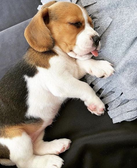 Begal Puppies, Beagle Breeds, Baby Beagle, Cute Beagles, Cute Animals Puppies, Really Cute Dogs, Beagle Puppy, Beagle Dog