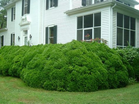 Pruning Big Boxwoods -- When & How Boxwood Landscaping, French Hydrangea, Big Leaf Hydrangea, Hydrangea Varieties, Box Wood Shrub, Smooth Hydrangea, Panicle Hydrangea, Hydrangea Care, Southern Garden