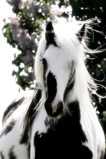 Cheval Pie, Regnul Animal, Beautiful Horse, Majestic Horse, All The Pretty Horses, Horse Crazy, Pretty Horses, Horse Pictures, Horse Love