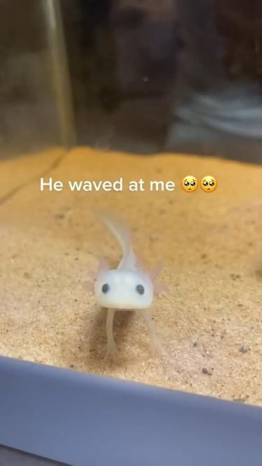 Tweets Pretty, Axolotl Cute, Cute Axolotl, Cute Reptiles, Cute Small Animals, Funny Animal Photos, Super Cute Animals, Cute Animals Images, Pretty Animals