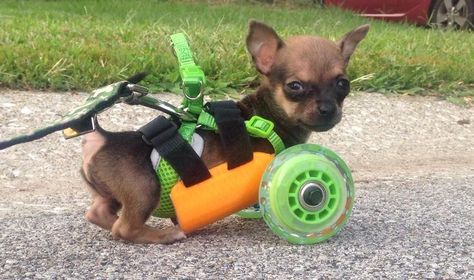 Disabled Puppy ‘TurboRoo’ Becomes a Big Fan of 3D Printing Thanks to His New Cart http://3dprint.com/11356/3d-printed-dog-cart/ Diy Dog Wheelchair, Wheeled Cart, Dog Wheelchair, Baby Chihuahua, Chihuahua Puppy, Tiny Puppies, Chihuahua Love, Chihuahua Puppies, Animal Stories