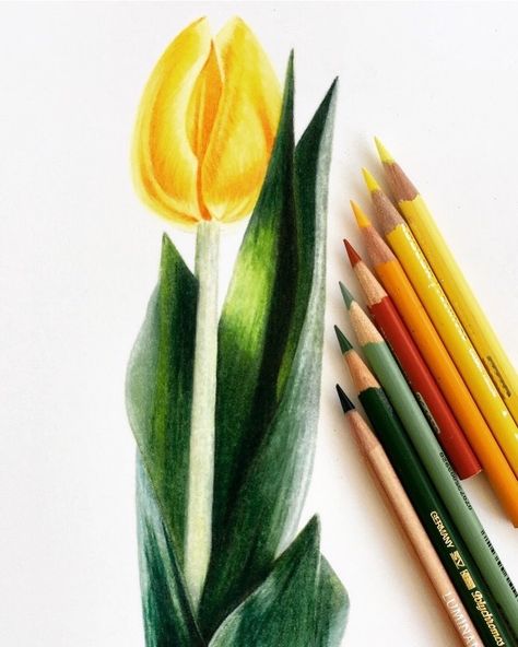 Jennifer Morrison on Instagram: “Yellow Tulip drawn with colored pencils. Happy Sunday! . . . . . #tulip #coloredpencil #colouredpencil #drawing #coloring #prismacolor…” Colored Pencil Drawing Techniques, Tulip Drawing, Tulip Colors, Butterfly Art Painting, Pen Art Drawings, Drawing Course, Pencil Shading, Have A Great Week, Cute Animal Drawings Kawaii