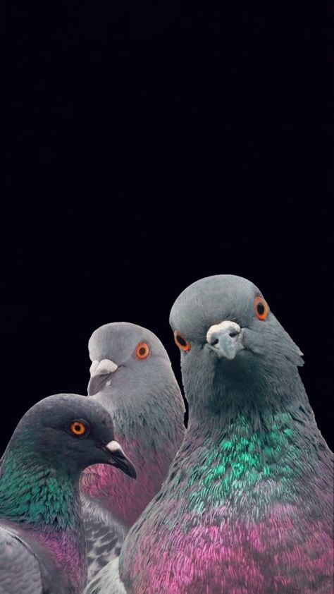 Pigeon Wallpaper, Beautiful Summer Wallpaper, All Godzilla Monsters, Galaxy Wallpaper Iphone, Living Things, Summer Wallpaper, Love Birds, Galaxy Wallpaper, Beautiful Creatures