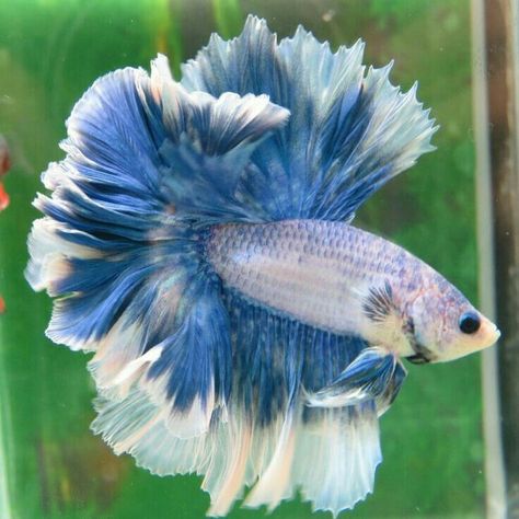 Beautiful Fishes, Betta Fish Types, Cr7 Wallpapers, Pretty Fish, Bawah Air, Blue Aura, Beta Fish, Cool Fish, Halfmoon Betta