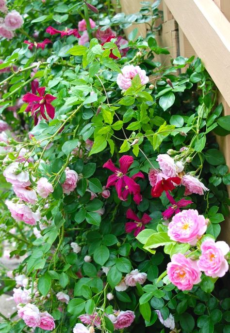 Clematis  'Madam Julia Correvon' blooming with our pink climbing rose.   It is rose season at our house!   The pink climbing rose is bloom... David Austin Climbing Roses, Norwegian Garden, Clematis Trellis, Planting Schemes, Rose Garden Design, Pergola Pictures, Clematis Vine, Climbing Rose, Garden Vines