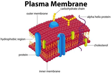 Diagram with plasma membrane Endomembrane System, Cell Membrane Structure, Membran Sel, What Is Cell, Nuclear Membrane, Prokaryotic Cell, Cell Organelles, Eukaryotic Cell, Membrane Structure