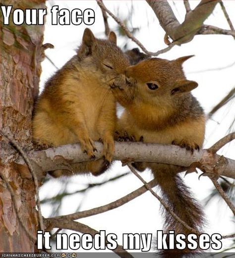 your face...it needs my kisses. awww. cute squirrels! and this sounds like it's being said with a French accent, too. xD Small Animals, E Card, Hamsters, Chipmunks, Street Fighter, Cuteness Overload, Animals Friends, Bones Funny, Potpourri