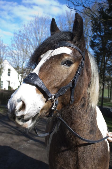 Hackamore Bridle, Medieval Horse, Dream Stables, Bitless Bridle, Pony Breeds, Equestrian Aesthetic, Horse Info, Horse Riding Clothes, Fantasy Horses