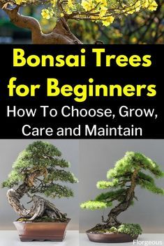 Bonsai Tree Room Decor, Best Bonsai Trees, Bonzai Tree Diy, How To Take Care Of A Bonsai Tree, Bonzai Tree Care, How To Care For Bonsai Tree, Bonsai Plants How To Grow, How To Bonsai A Tree, Bonsai How To