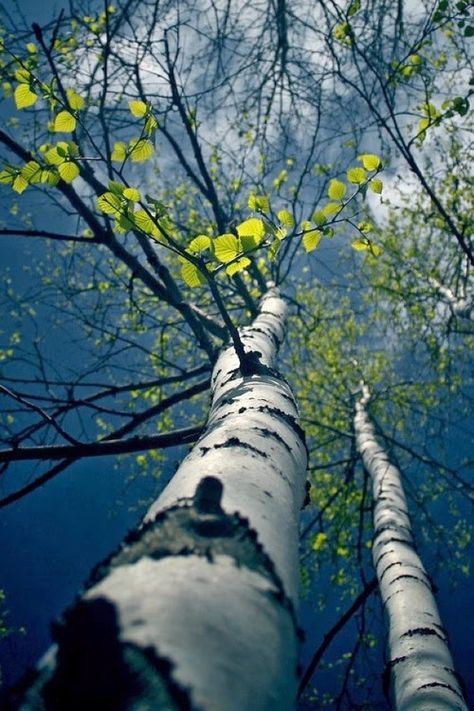 Up, up and away... 자작나무 그림, Frühling Wallpaper, Spring Pictures, Tree Photography, Tall Trees, Spring Photography, Foto Art, Nature Tree, Tree Forest