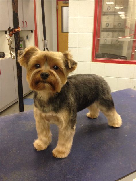 Yorkie Puppy Haircuts Female, Morkie Haircuts, Yorkie Puppy Haircuts, Yorkie Haircut, Brussel Griffon, Yorkie Cuts, Yorkie Hairstyles, Do Hairstyles, Dog Haircut