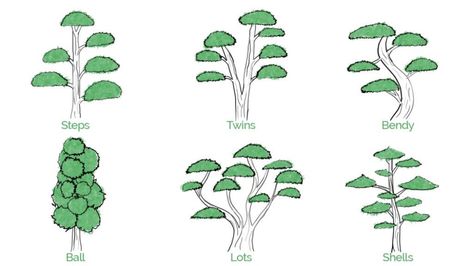 Niwaki Trees, Tree Shaping, Cloud Pruning, Bonsai Tree Care, Indoor Bonsai Tree, Ancient Japanese Art, Yard Maintenance, Japanese Tree, Landscape Inspiration