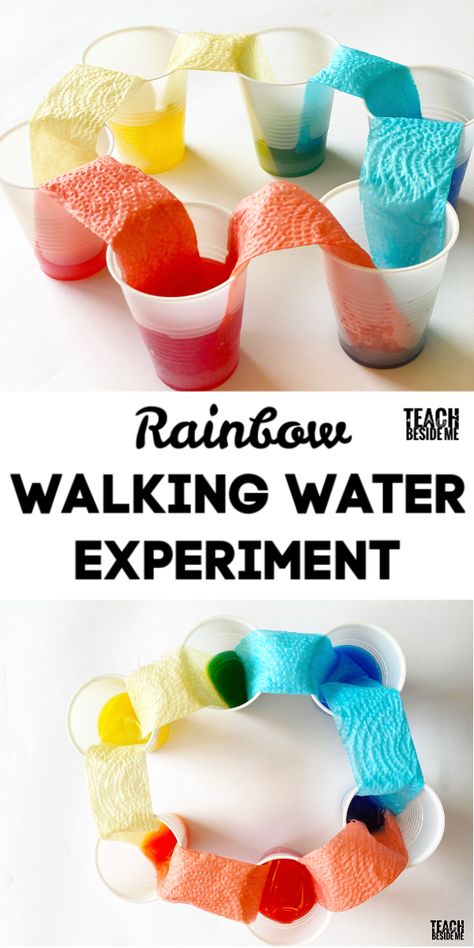 Walking Water, Walking Rainbow, Absorption Science Experiment, Water Absorption Experiment, Liquid Rainbow Experiment, Water Rainbow Experiment, Traveling Rainbow Experiment, Skittle Rainbow Experiment, Walking Water Experiment