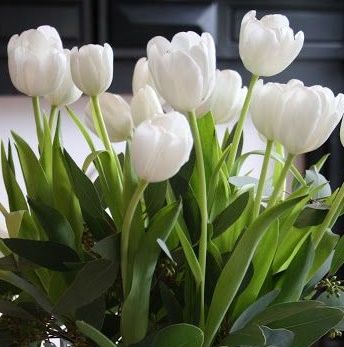 white tulips/flowers White Tulips Flowers, Tulip Arrangement Ideas, Peach Tulips, Tulip Arrangement, Tulips Pink, Burgundy Lipstick, Tulip Colors, Tulips Arrangement, Good Morning Wednesday