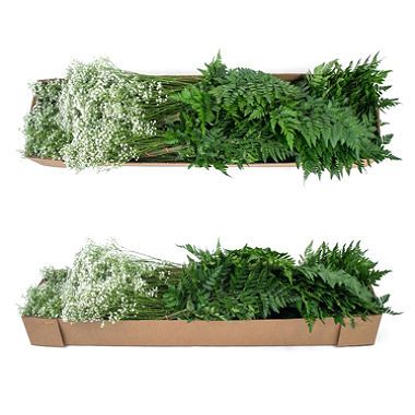 Gypsophila & Leatherleaf - 10 Bunches Sams Club Flowers, Leatherleaf Fern, Fern Bouquet, Dianthus Flowers, Flowers Last Longer, Floral Products, Skeleton Flower, Greenery Bouquet, Sage Wedding