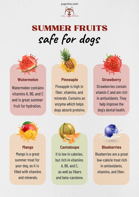 Fruit For Dogs, Fruits Dogs Can Eat, Dog Days Of Summer, Watermelon For Dogs, Fruit Dogs Can Eat, Can Dogs Eat Watermelon, Summer Dog Treats, Fruits For Dogs, Foods Dogs Can Eat