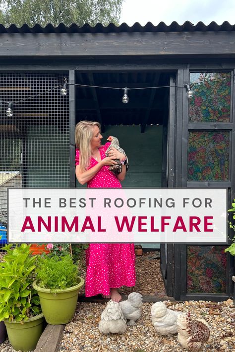 Looking for the perfect roofing solution for your outdoor animals? Check out the cosy chicken coop from Instagram's eggs_and_fluff, featuring Onduline CLASSIC 🐓

A proper roof is crucial for animal welfare, keeping them calm, dry, and safe. With up to four times more noise reduction than metal alternatives, a durable and easy-to-fit roof provides excellent sound dampening, significantly reducing stress for your animals.  

Click the link to learn more! Chicken Coop Roofing Ideas, Plastic Roofing, Grass Roof, Roofing Ideas, Coop Ideas, Corrugated Roofing, Chicken Coop Designs, Building A Chicken Coop, Cool Roof