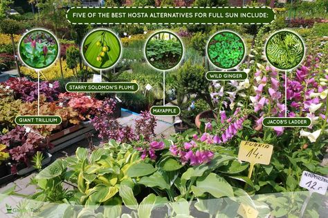 5 Hosta Alternatives For Full Sun Jacobs Ladder Plant, Wild Ginger Plant, Types Of Hostas, Deer Repellant, Ginger Plant, Wild Ginger, Short Plants, Jacob's Ladder, Root System