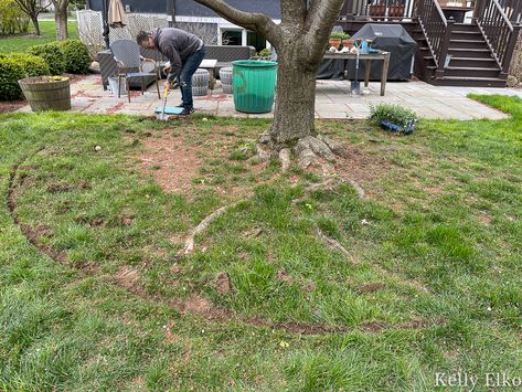 Landscaping Under Maple Trees, What To Plant Under Maple Trees, Under Maple Tree Landscaping, Plants Under Maple Tree, Planting Under Trees, Ground Cover Front Yard, Under Tree Ground Cover, Under Tree Landscaping Ideas Backyards, Under Tree Garden