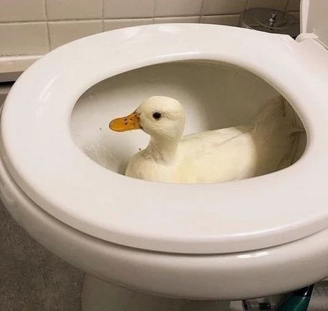 15 Critters Who Got Caught Red-Pawed In Places They Definitely Don’t Belong Animals Doing Funny Things, Duck Pictures, Pet Ducks, Cute Ducklings, Funny Duck, Cute Small Animals, Funny Animal Jokes, Silly Animals, Cute Animal Photos