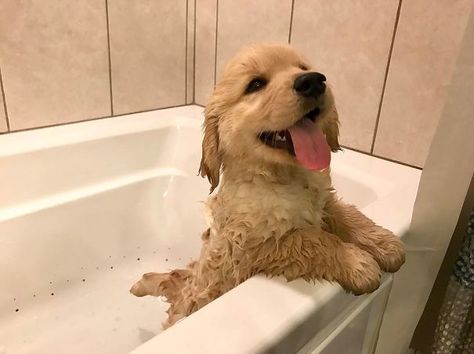 Golden Puppy, Really Cute Dogs, Cute Little Puppies, Golden Retriever Puppy, Retriever Puppy, Cute Dogs And Puppies, Cute Animal Photos, Baby Dogs