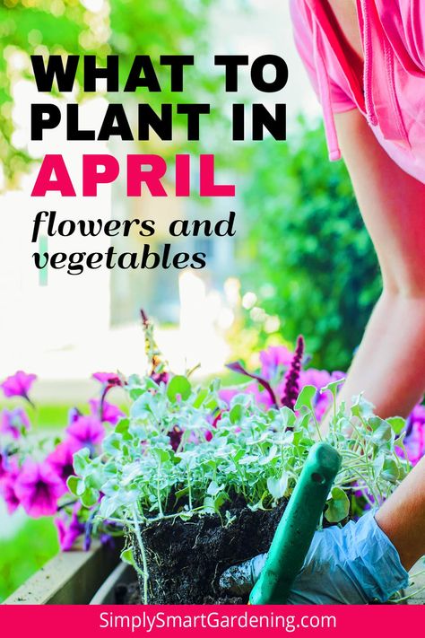 Seeds To Plant In April, What To Plant In May, What To Plant In April, April Gardening, Garden Checklist, Vegetables To Plant, Flowers To Plant, Flowers To Grow, Best Vegetables