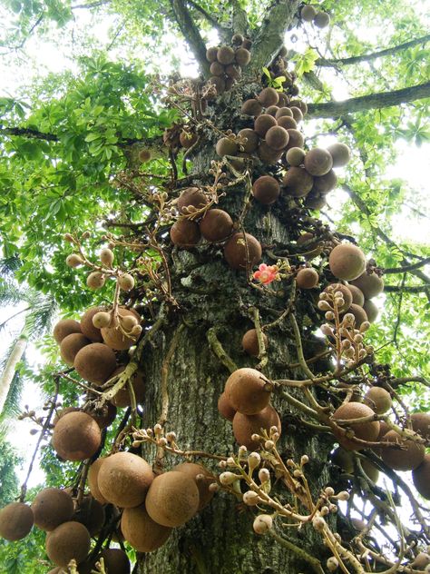 Brazil Nut, Brazil Nuts, Tarot Book, Tree Spirit, Single Tree, Deciduous Trees, Less Is More, Deck Of Cards, The Spirit