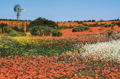 Unbounded, wild flowers spill over into towns, along highways and through fields. Image: Getty Images. Skagit Valley, Spring Scene, Wild Poppies, Red Beach, Africa Do Sul, Southern Africa, Red Flag, Nature Reserve, Months In A Year