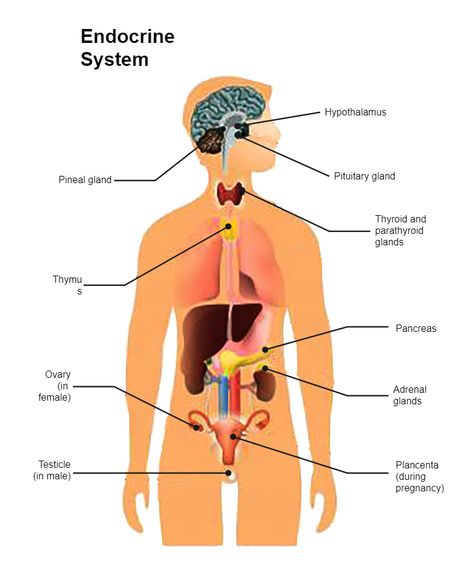 Endocrine System Diagram Endocrine System Model, Exocrine System, Endocrine System Diagram, Science Illustration Design, Sense Organs Chart, Human Heart Diagram, Science Diagram, Diagram Ideas, Endocrine Glands