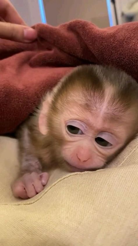 Capuchin Monkey Pet, Monkey Pet, Cute Monkey Pictures, Baby Monkeys, Christmas Posts, Capuchin Monkey, Monkey Pictures, Wild Animals Pictures