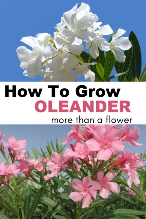 Try growing oleander in hot climates. Learn growing tips for oleander, including pruning tips. #gardeningchannel #gardening Oleander Landscaping, Oleander Flower, Chili Plant, Oleander Plants, Smart Gardening, Portugal House, Xeriscape Plants, Pruning Plants, Low Maintenance Garden Design