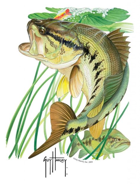 Guy Harvey Art, Bass Design, Bass Fishing Tips, Saltwater Flies, Fishing Pictures, Guy Harvey, Largemouth Bass, Types Of Fish, Catching Fish