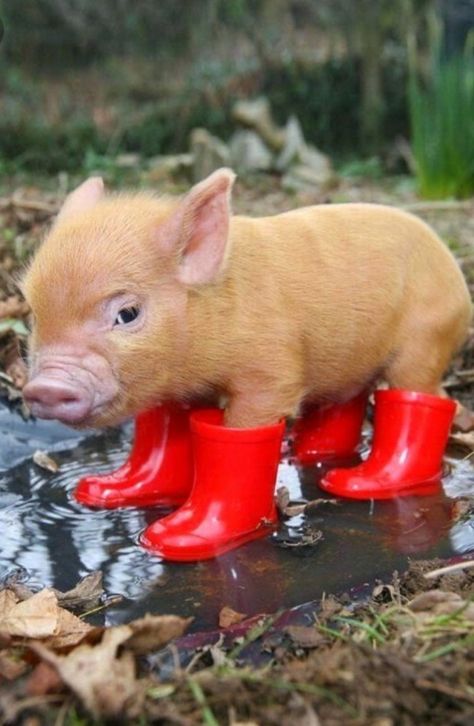 Silly Animal Pictures, Newborn Animals, Micro Pigs, Teacup Pigs, Adorable Baby Animals, Cute Piglets, Small Creatures, Mini Pigs