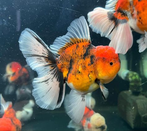 Pretty Fish, Japanese Fish, Gold Fish, Goldfish, Koi, Fish Pet, Fresh Water, Animal Lover, Fish