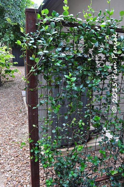 wire trellis with vine (jasmine in this case) to screen utlilties. Modern Trellis Design, Wire Trellis, Vine Trellis, Modern Trellis, Evergreen Garden, Garden Vines, Garden Screening, Trellis Design, Evergreen Plants