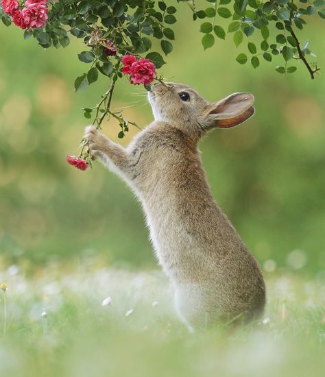 Austrian Wildlife Photographer Captured Uplifting Moments Of These Little Forest Critters (77 New Pics) Regard Animal, Animal Photography Wildlife, Rabbit Life, Spring Animals, Cute Wild Animals, Wildlife Animals, Cute Animal Pictures, Woodland Creatures, Animal Wallpaper