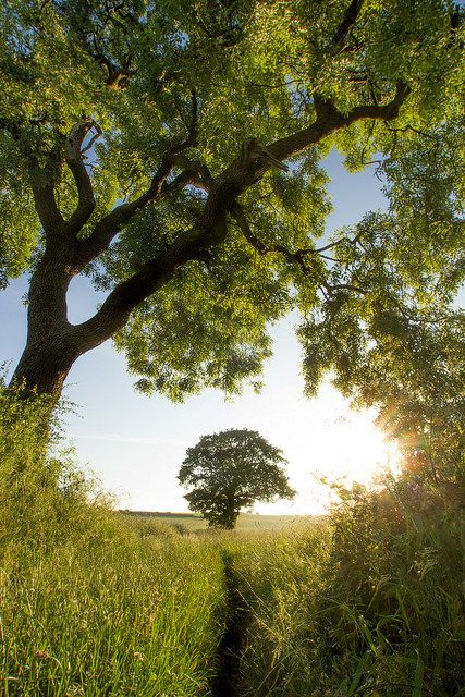 Julian Baker, Summer Walks, English Summer, Peaceful Places, Nature Aesthetic, Pretty Places, Country Life, Arbor, A Tree