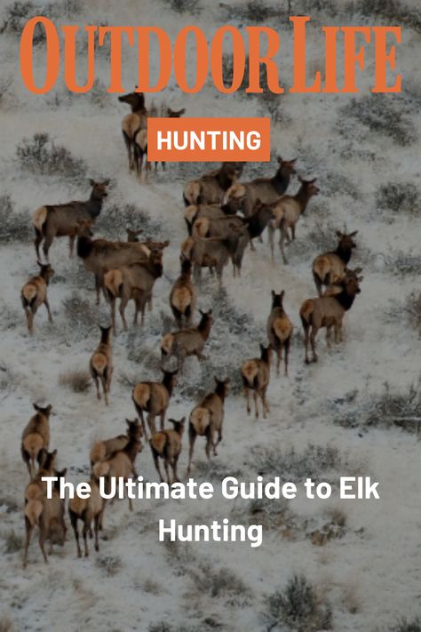 Elk hunting is tough, but this beginner's guide will help. We rounded up the best elk hunting tips, tactics, guns, gear, and much more. Elk Hunting Tips, Wild Caught Fish Recipes, Deer Tags, Archery Tag, Upland Bird Hunting, Wild Caught Fish, Animal Attack, Big Game Hunting, Waterfowl Hunting