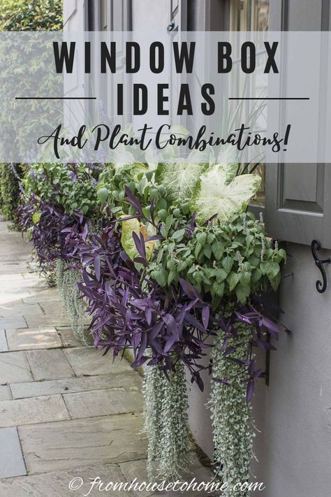 Window Box Ideas (And Plant Combinations) | Outdoor Decorating Low Maintenance Window Box Plants, Full Sun Window Box Ideas, Flower Boxes Window, Plants For Window Boxes, Diy Window Boxes, Window Boxes Ideas, Indoor Window Boxes, Flower Box Ideas, Window Flower Boxes