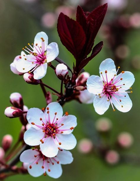 Beautiful Flowers Photography, Plum Flowers, Plum Tree, Blossoms Art, Beautiful Flowers Wallpapers, Exotic Flowers, Blossom Flower, Flowers Nature, Flower Photos